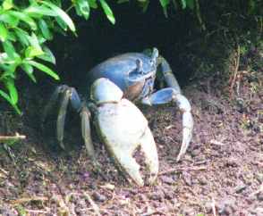 Soñar con Cangrejos