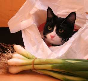 Alimentos peligrosos para los gatos